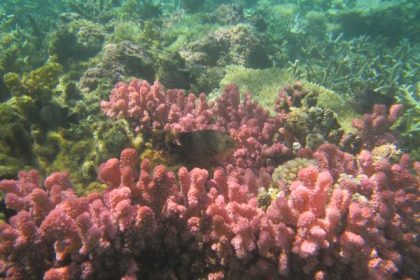 Snorkeling & the Beauty of Coral Reef in Mauritius