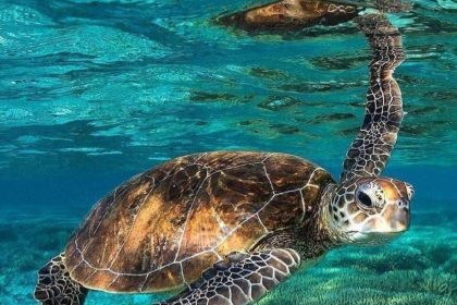 3 Island Trip (North)