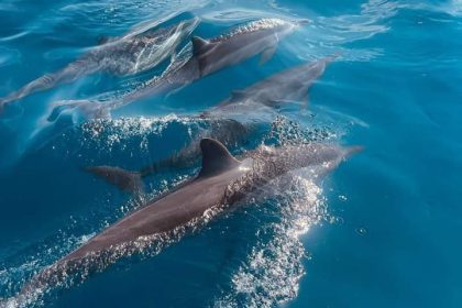 Swim with Dolphins and Dolphin Watching in Mauritius